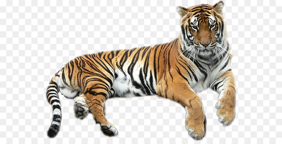 Tigre Du Bengale，Le Tigre D Or PNG