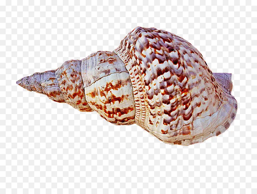 Coquillage，Océan PNG