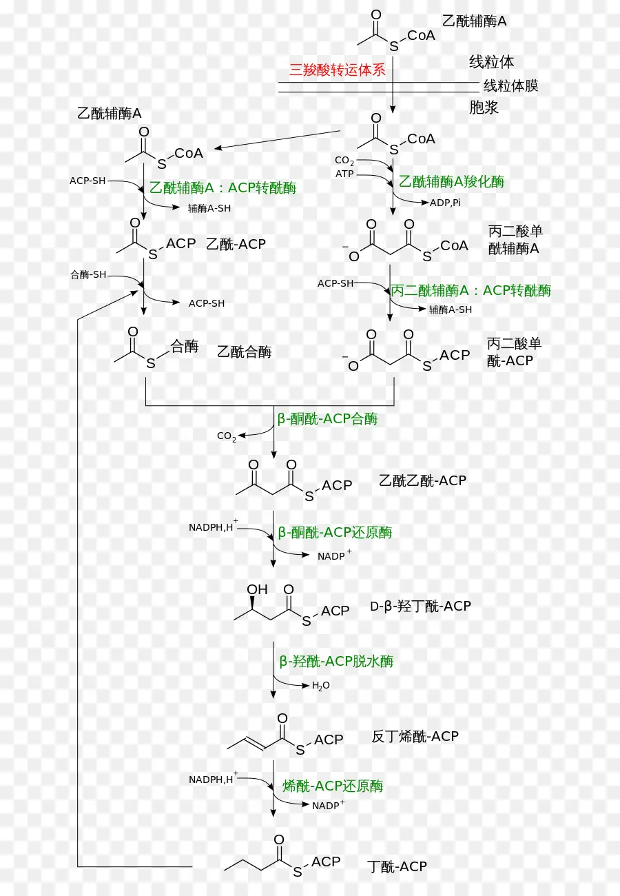 Voie Chimique，Biochimie PNG