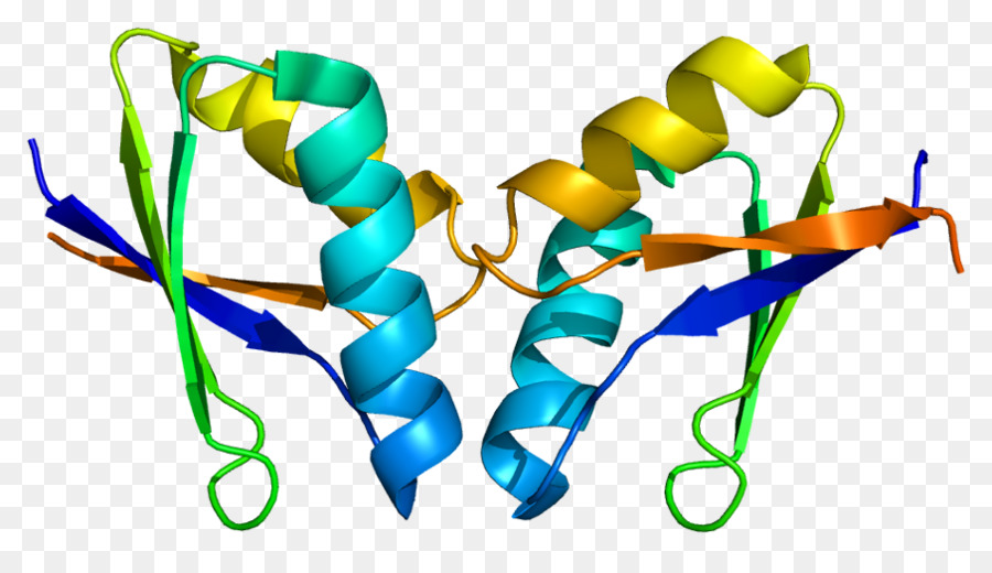 Atox1，La Protéine PNG