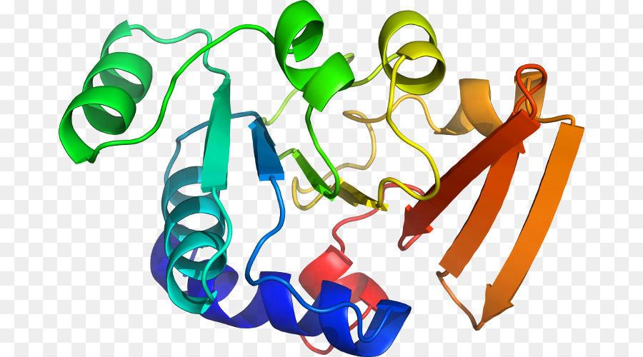 Structure Des Protéines，Molécule PNG