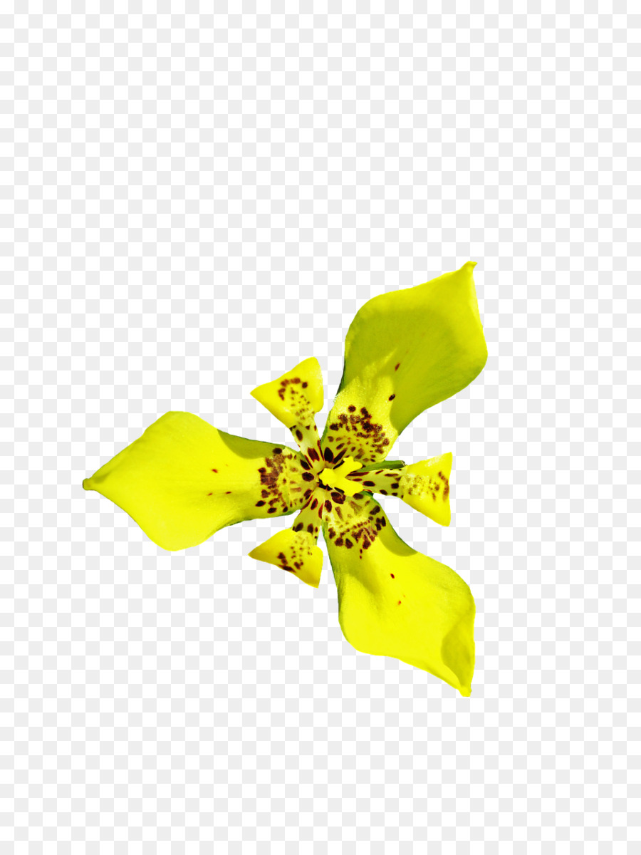 Fleur，Jaune PNG