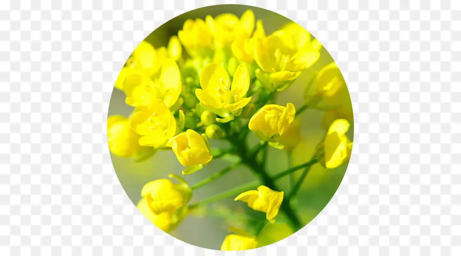 Fleurs Jaunes，Épanouissement PNG