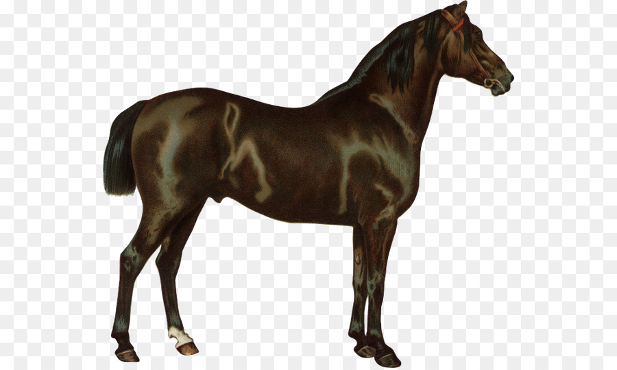 Cheval，Équin PNG