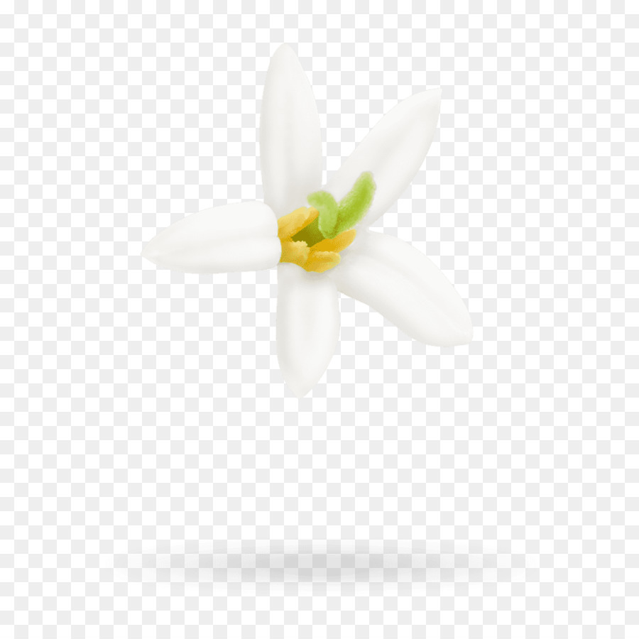 Fleur Blanche，Fleurir PNG