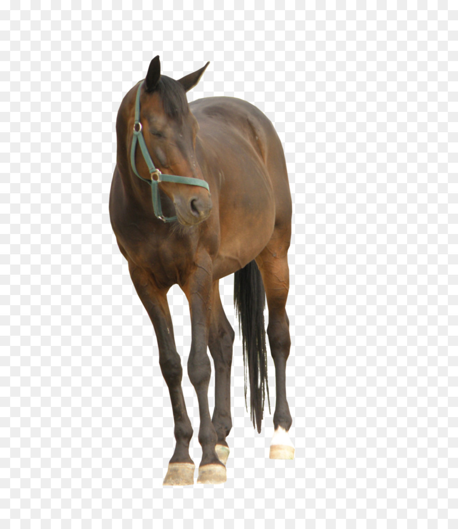 Cheval，Brun PNG