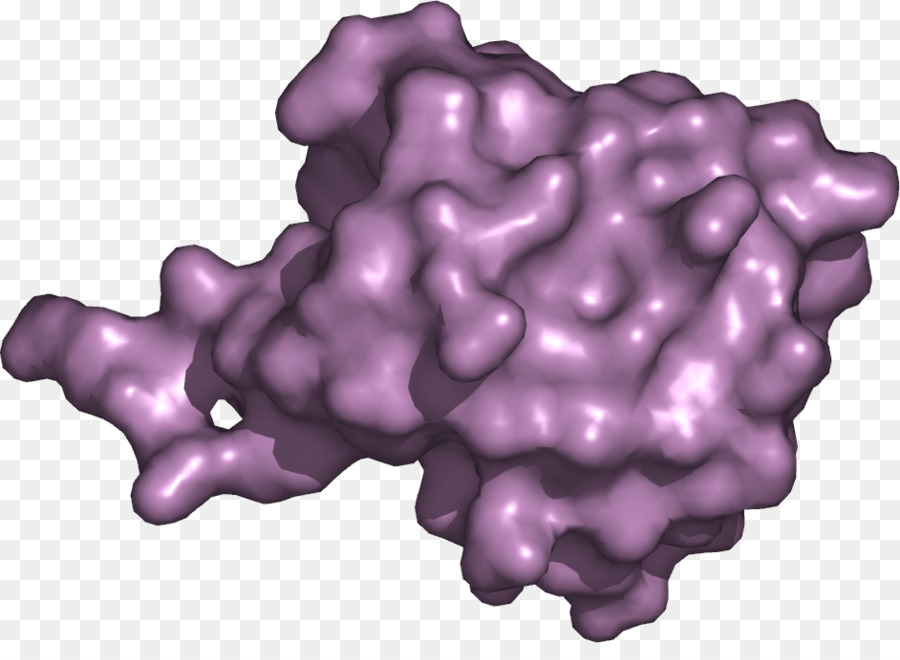 Structure Des Protéines，Biochimie PNG