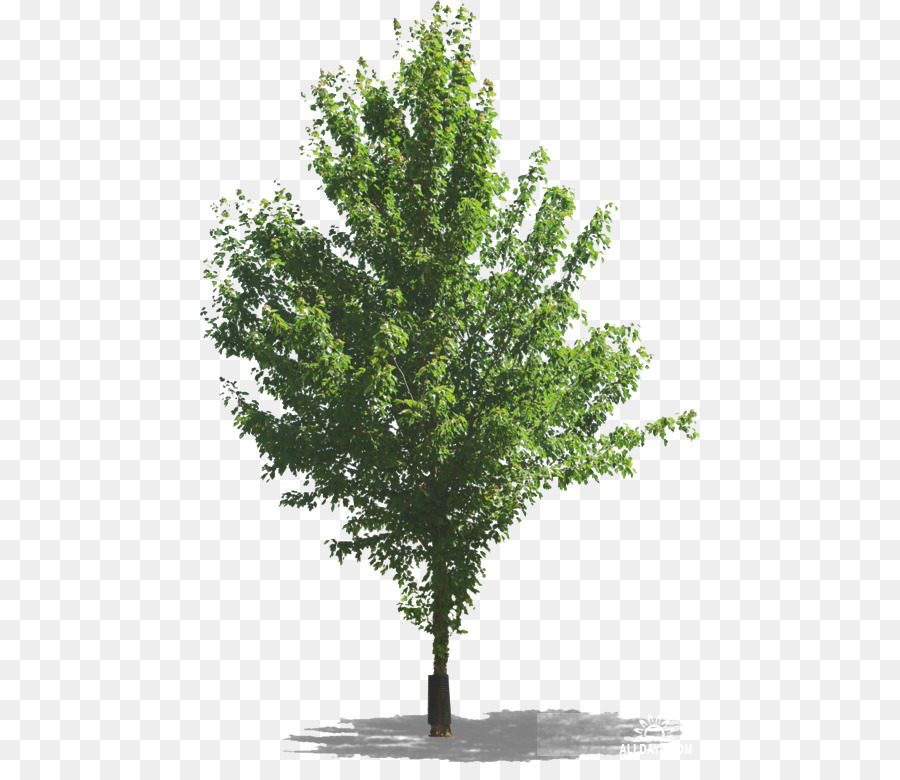 Arbre En Pot，Usine PNG