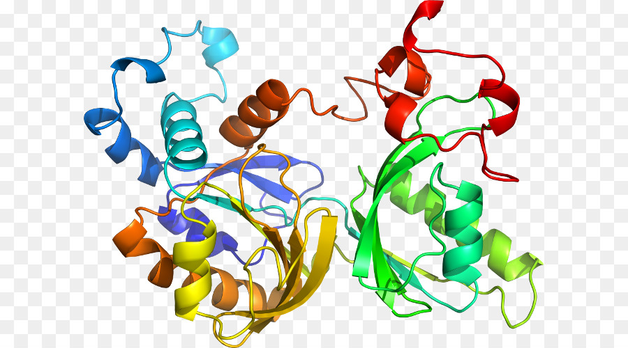 Structure Des Protéines，Molécule PNG