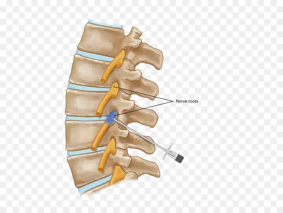 Colonne Vertébrale，Racines Nerveuses PNG