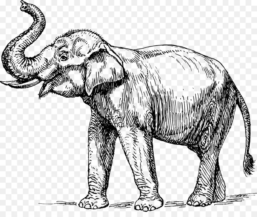 Éléphant，Faune PNG