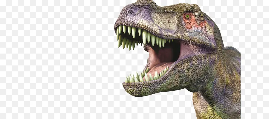 T Rex，Dents PNG