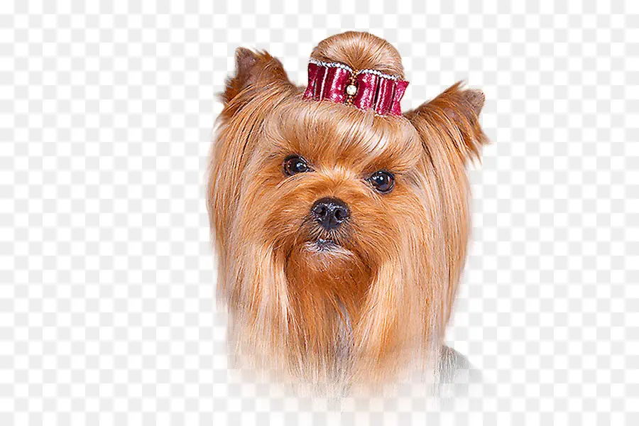 Yorkshire Terrier，Animal De Compagnie PNG