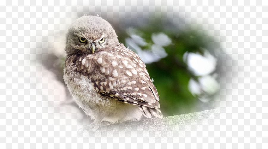 Hibou，Bifurquer PNG