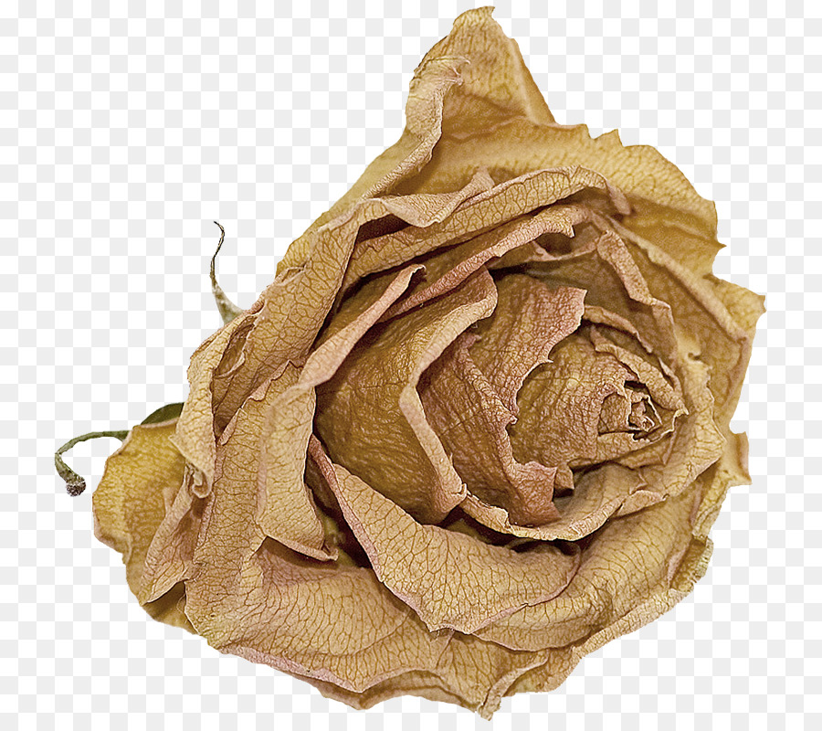 Rose Séchée，Fleur PNG