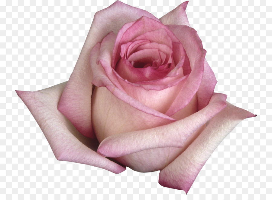 Rose Rose，Floraison PNG