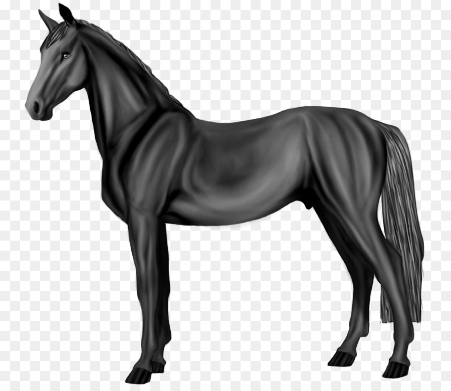 Cheval，Esquisser PNG