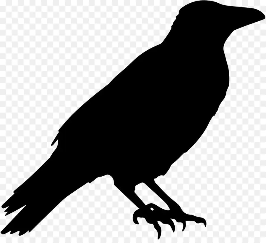 Corbeau Noir，Silhouette PNG