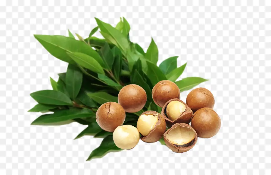 Noix De Macadamia，Noix PNG