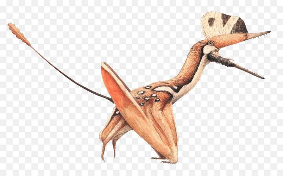 Darwinopterus，Ptérosaures PNG