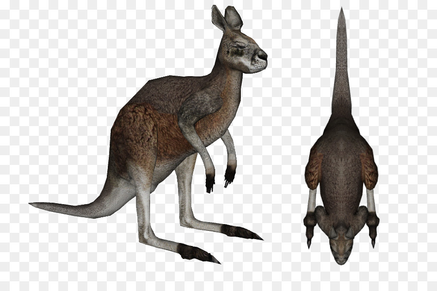 Kangourous，Deux PNG