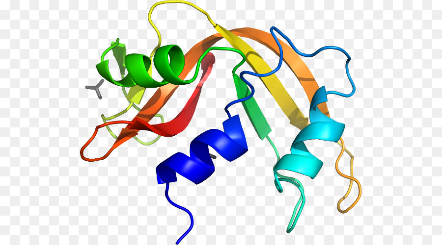 Structure Des Protéines，Molécule PNG