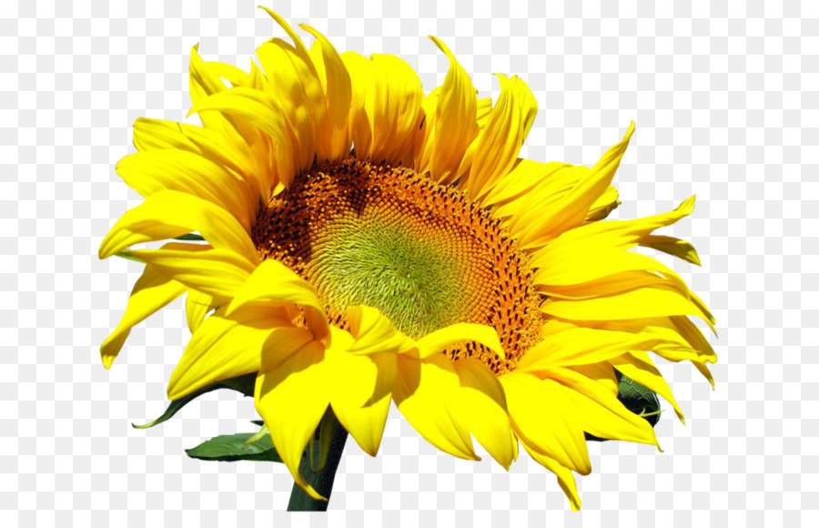 Tournesol，Jaune PNG