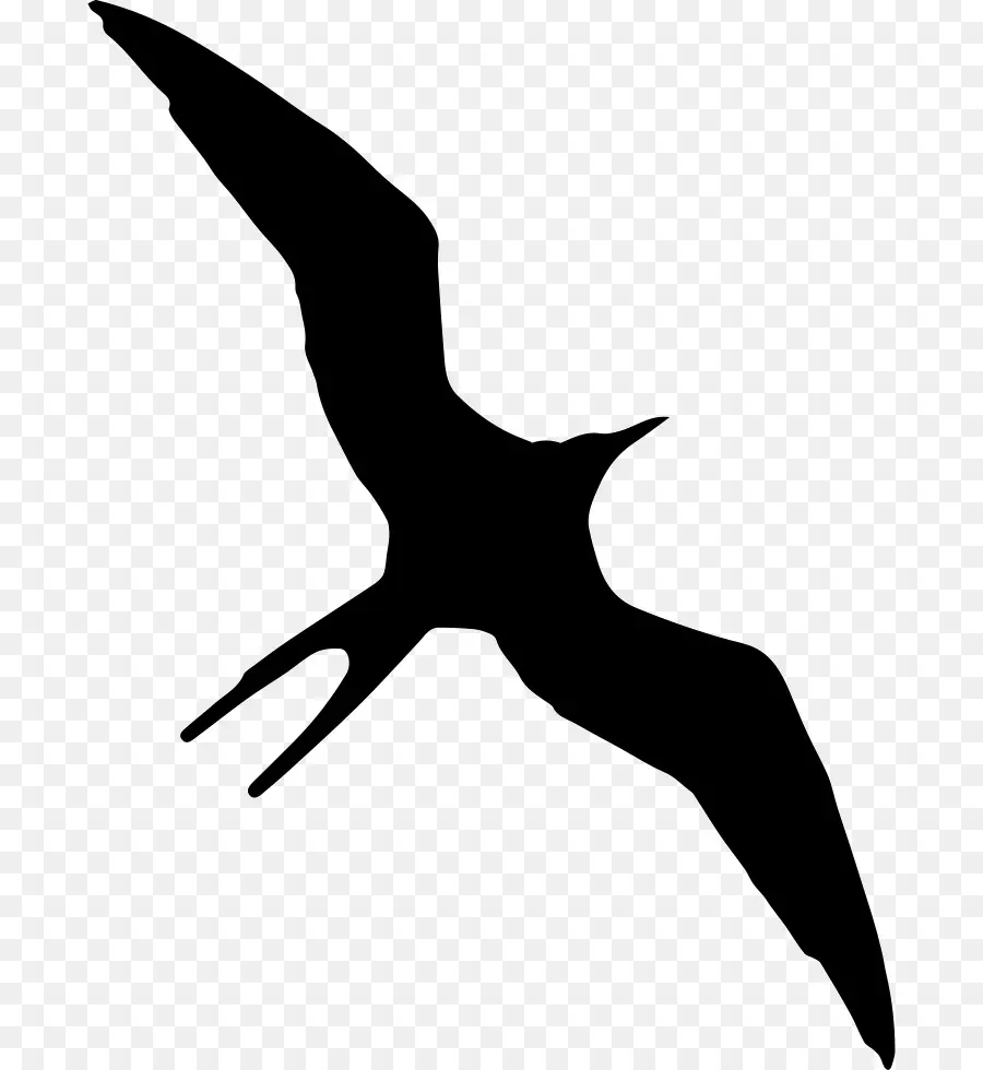 Silhouette D'oiseau，Vol PNG