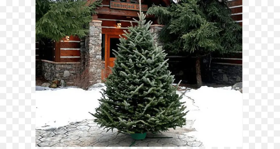 Arbre De Noël，À Feuilles Persistantes PNG