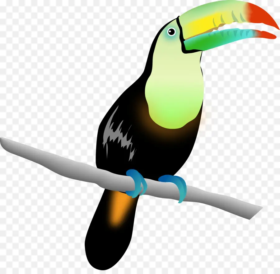 Toucan，Coloré PNG