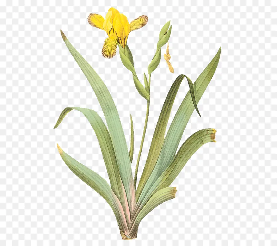 Fleur，Iris Doux PNG