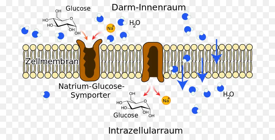 Membrane Cellulaire，Biologie PNG