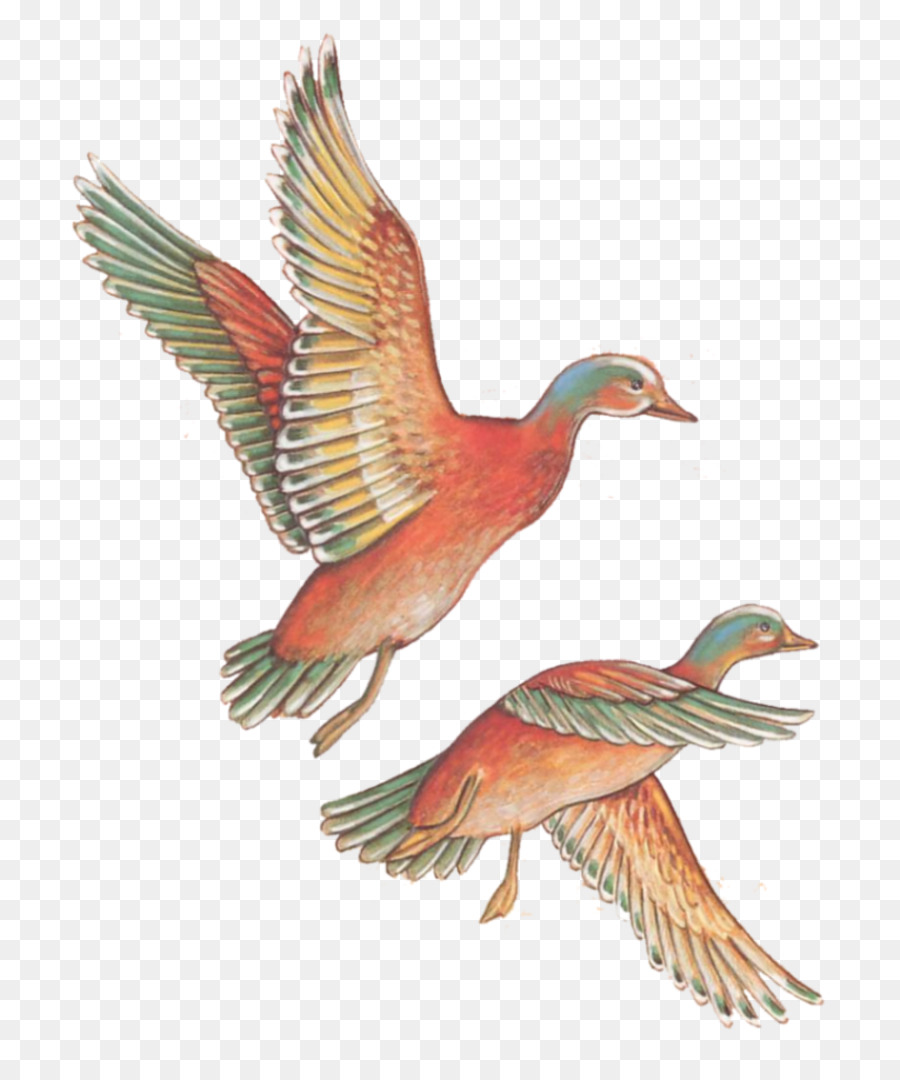 Oiseau Volant，Ailes PNG