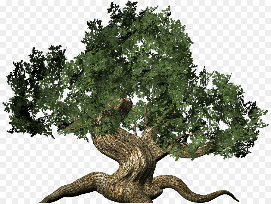 Arbre，Nature PNG