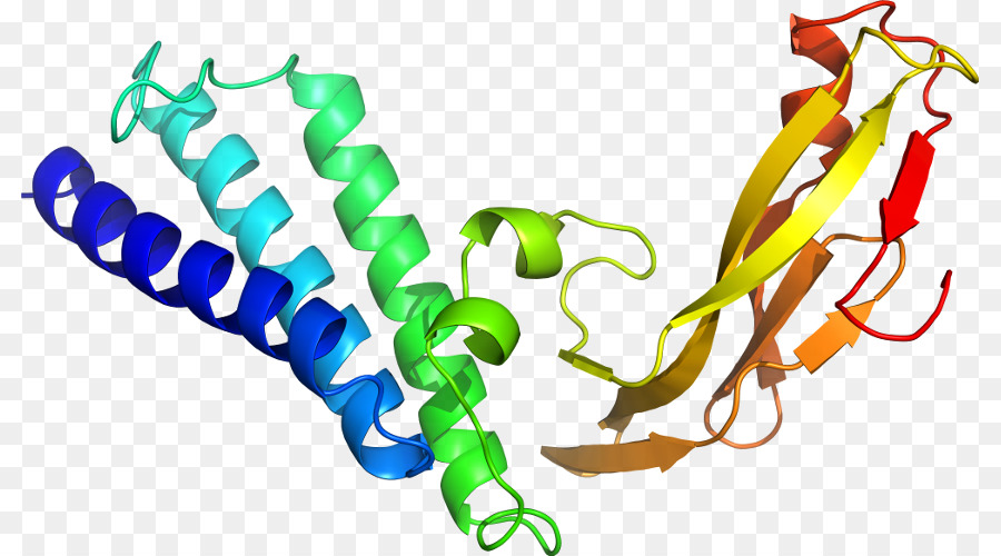 Structure Des Protéines，Molécule PNG