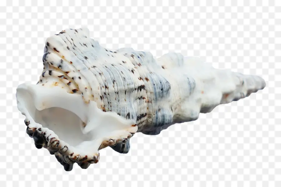 Coquillage，Mer PNG
