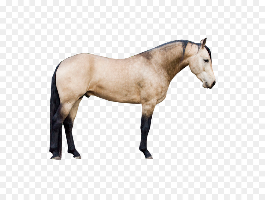 Cheval Noir Et Blanc，Cheval PNG