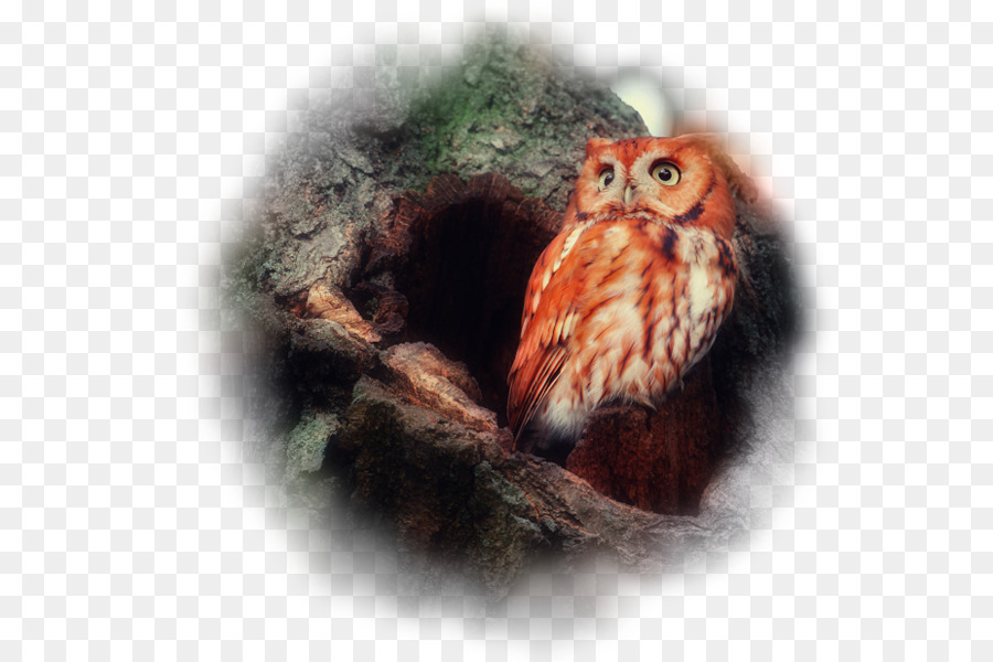 Oiseau，Hibou Rouge PNG