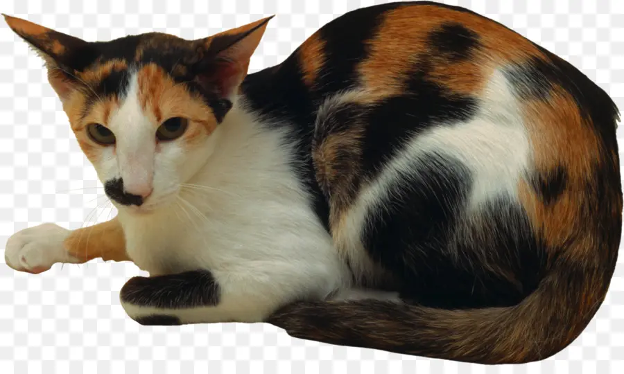 Chat，Animal De Compagnie PNG