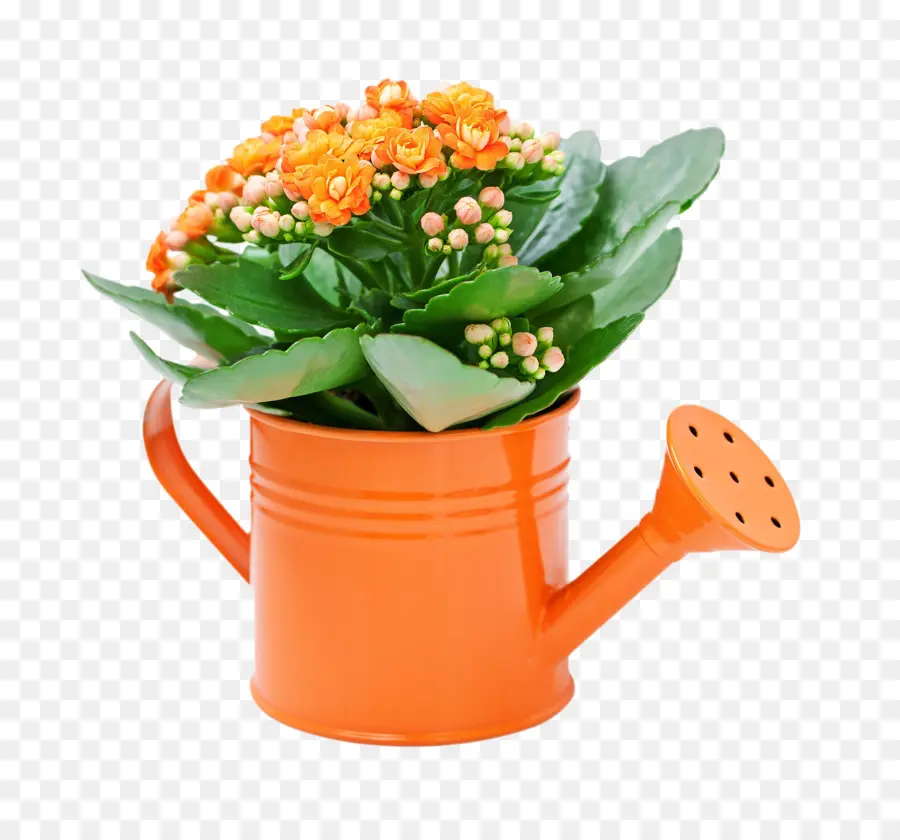 Fleuriste Kalanchoe，Plante D Intérieur PNG