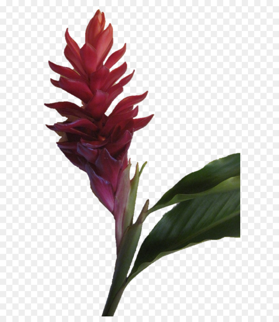 Pétale，Les Fleurs Coupées PNG