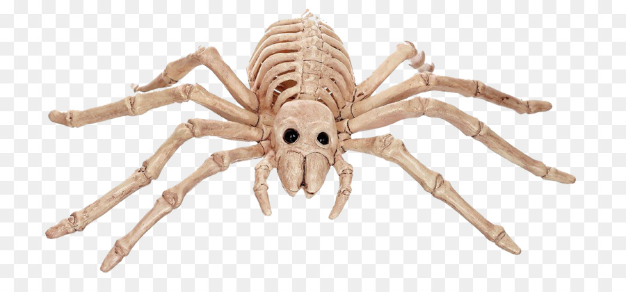 Araignée Squelette，Arachnide PNG