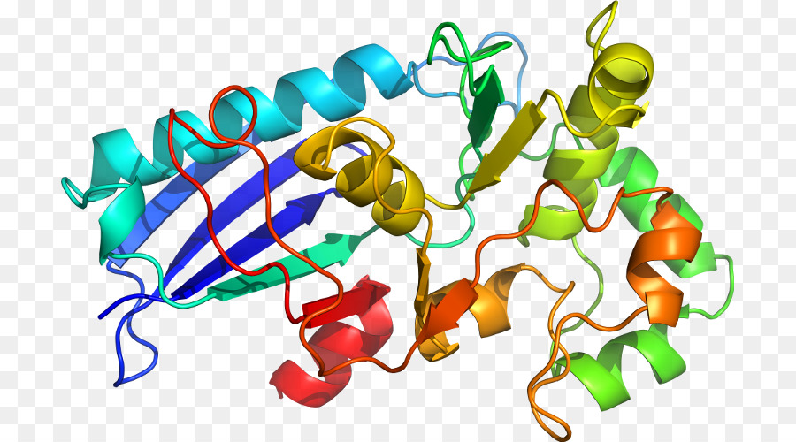 Structure Des Protéines，Molécule PNG