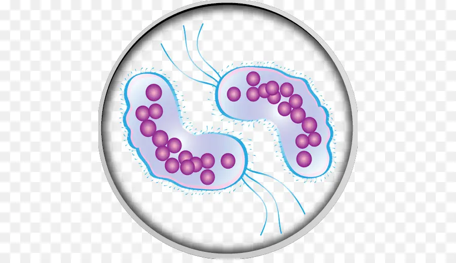 Micro Organisme，Bactéries PNG