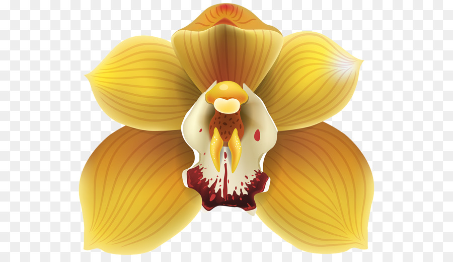 Orchidée，Jaune PNG