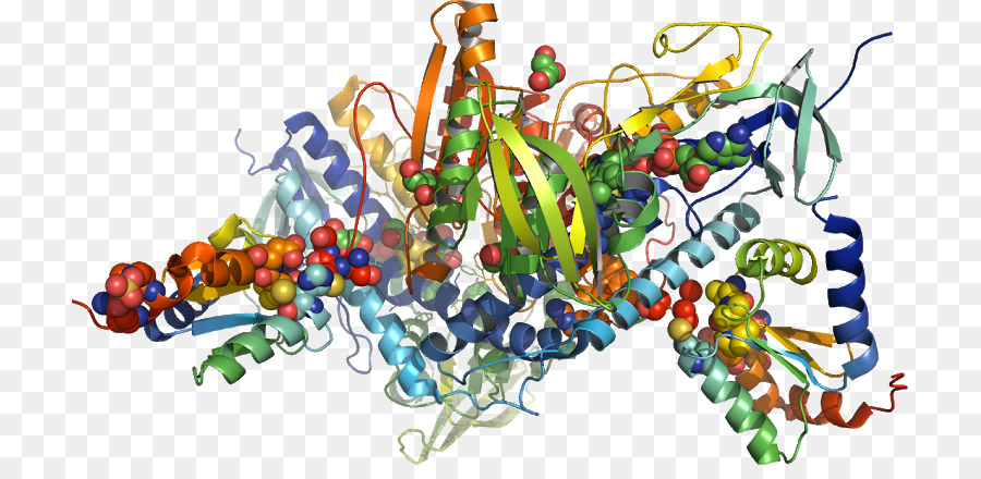 Structure Des Protéines，Molécule PNG