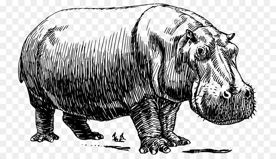 Hippopotame，Rhinocéros PNG