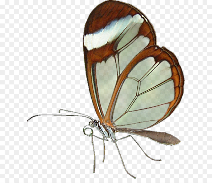 Papillon，Ailes PNG