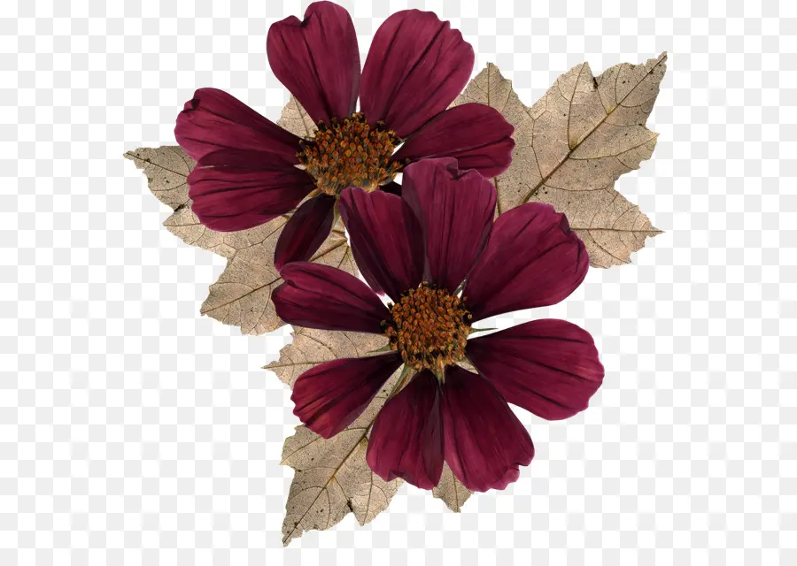 Fleurs Violettes，Feuilles PNG