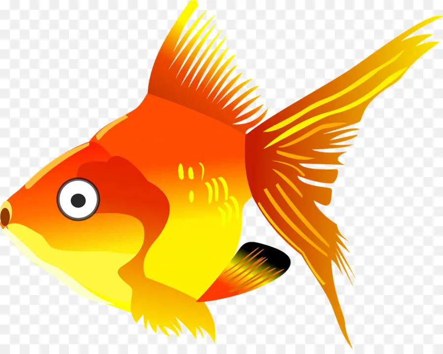 Poisson，Aquatique PNG